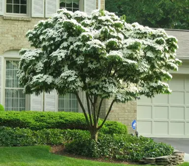 cornus-kousa-