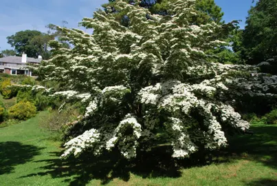 cornus-chinensis-