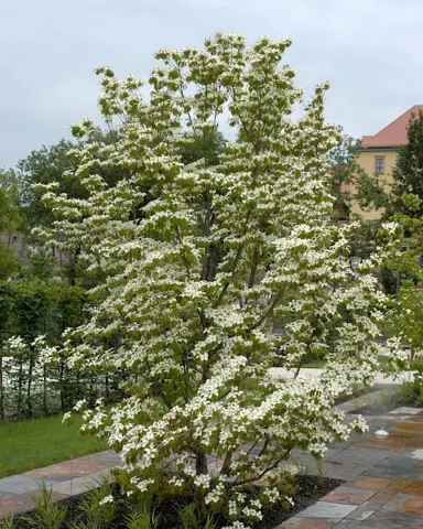 cornus-chinensis-1