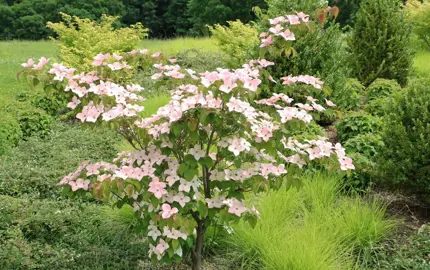 cornus-chinensis-3