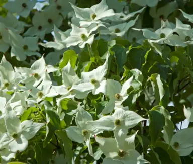 cornus-milky-way-1