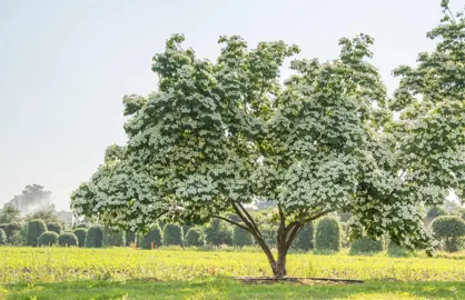 cornus-milky-way-4