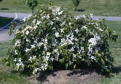 cornus-pendula-