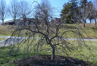 cornus-pendula-1