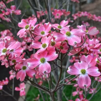 cornus-kousa-rubra-