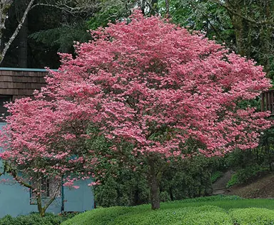 cornus-kousa-rubra-3