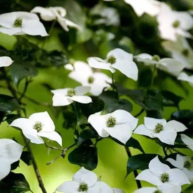 cornus-southern-cross-