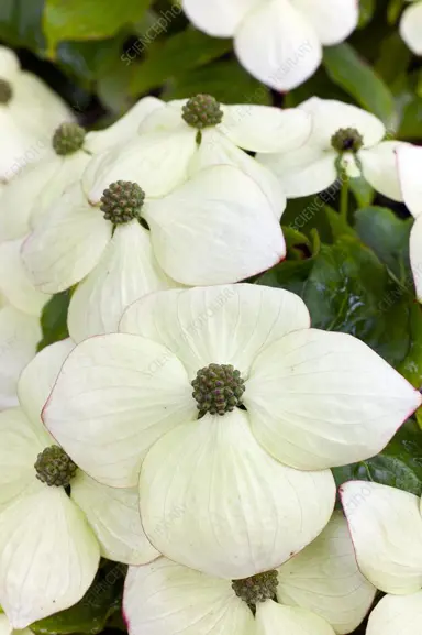 cornus-southern-cross-1