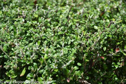 Corokia 'Clover' lush green foliage.