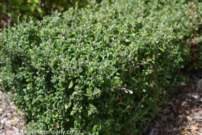 Corokia 'Clover' trimmed into a hedge.