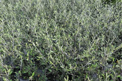 corokia-cheesemanii-