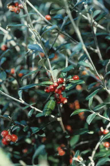 corokia-red-wonder-1