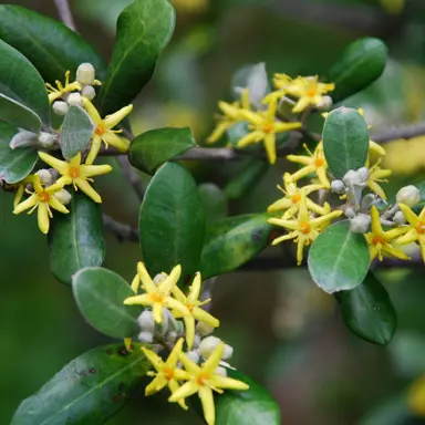 corokia-yellow-wonder-3