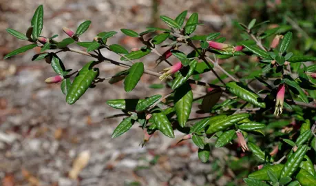 Correa decumbens plant with yellow and pink flowers.