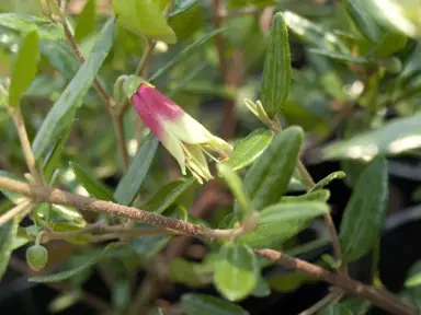 Correa Dinner Bells shrub with green and red flowers.