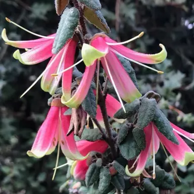 Correa Flared Bell pink flowers.