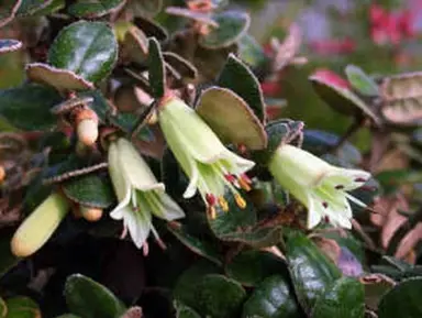 Correa Grannys Grave plant with green foliage and green flowers.