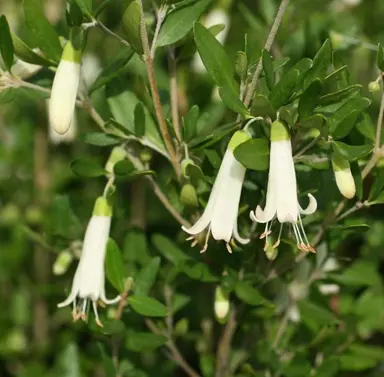 Correa Ivory Beacon shrub with cream-coloured flowers.