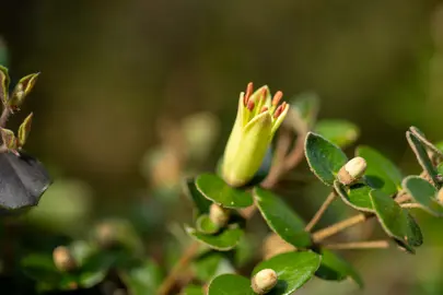 Correa Lemon Twist plant with yellow flowers.