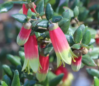 Correa Mallee Bells plant with green and red flowers.