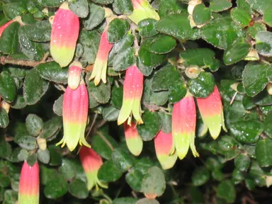 Correa Marians Marvel shrub with pink and yellow flowers.