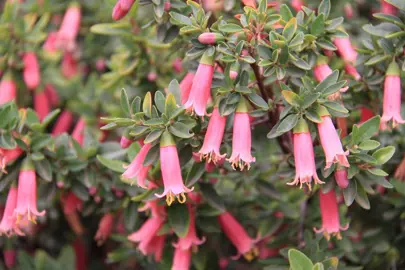 correa-pink-bells-