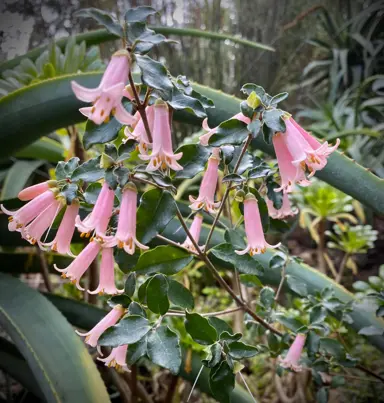 Correa Pink Flamingo plant with pink flowers.