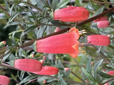 Correa pulchella red flowers.