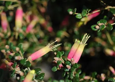 Ccorrea redex plant with pink and yellow flowers.