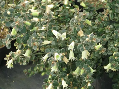 Correa reflexa nummularifolia plant with lime-green flowers.