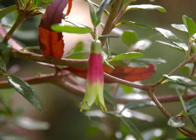 Correa reflexa shrub with green foliage and pink and green flowers.