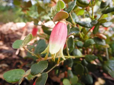 Correa Trixibelle shrub with red and cream flowers.