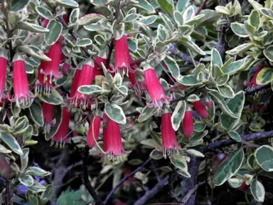 Correa Wyns Wonder red flowers and variegated foliage.