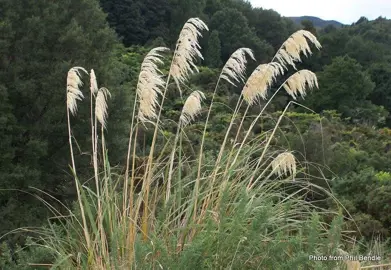 Cortaderia splendens plant.