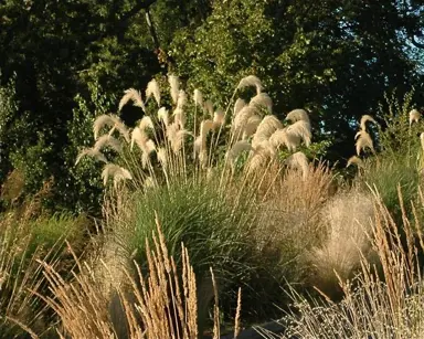 cortaderia-fulvida-1