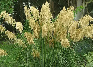 cortaderia-fulvida-2