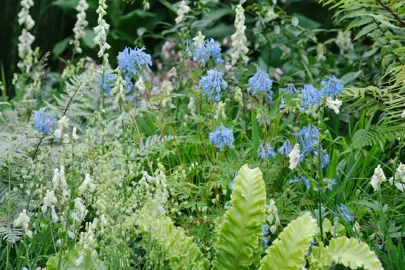 Corydalis flexuosa China Blue plants in a garden with elegant blue flowers.