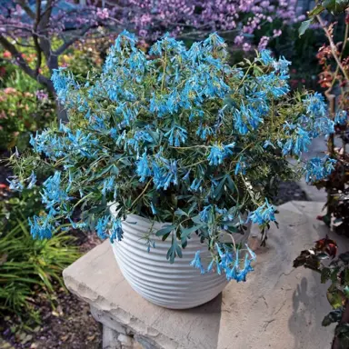 corydalis-porcelain-blue-4