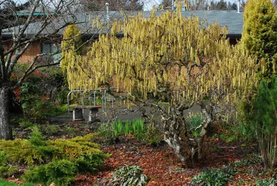 Corylus avellana 'Contorta' tree in a garden.