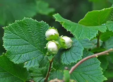 corylus-avellana-