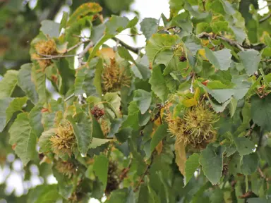 corylus-colurna-