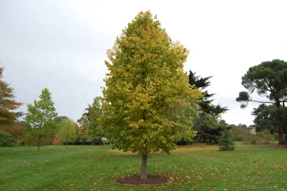 corylus-colurna-1