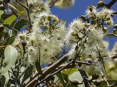 corymbia-maculata-