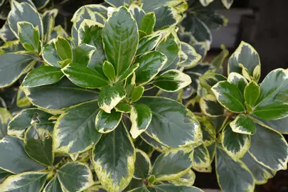 Corynocarpus laevigatus variegata tree with cream and yellow variegated foliage.