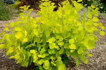 cotinus-golden-spirit-1