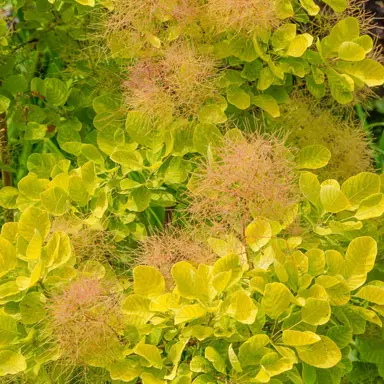 cotinus-golden-spirit-3