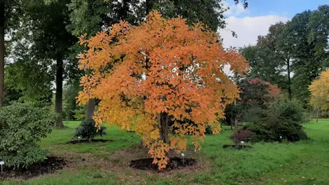 Cotinus obovatus tree with orange foliage.