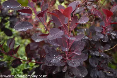 Purple foliage on Cotinus Royal Purple.