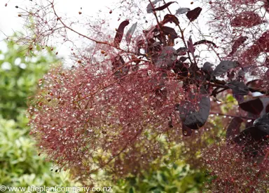 Purple flowers on Cotinus Royal Purple.