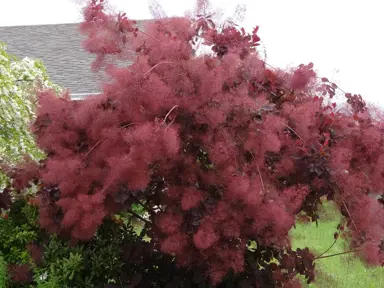 cotinus-coggygria-